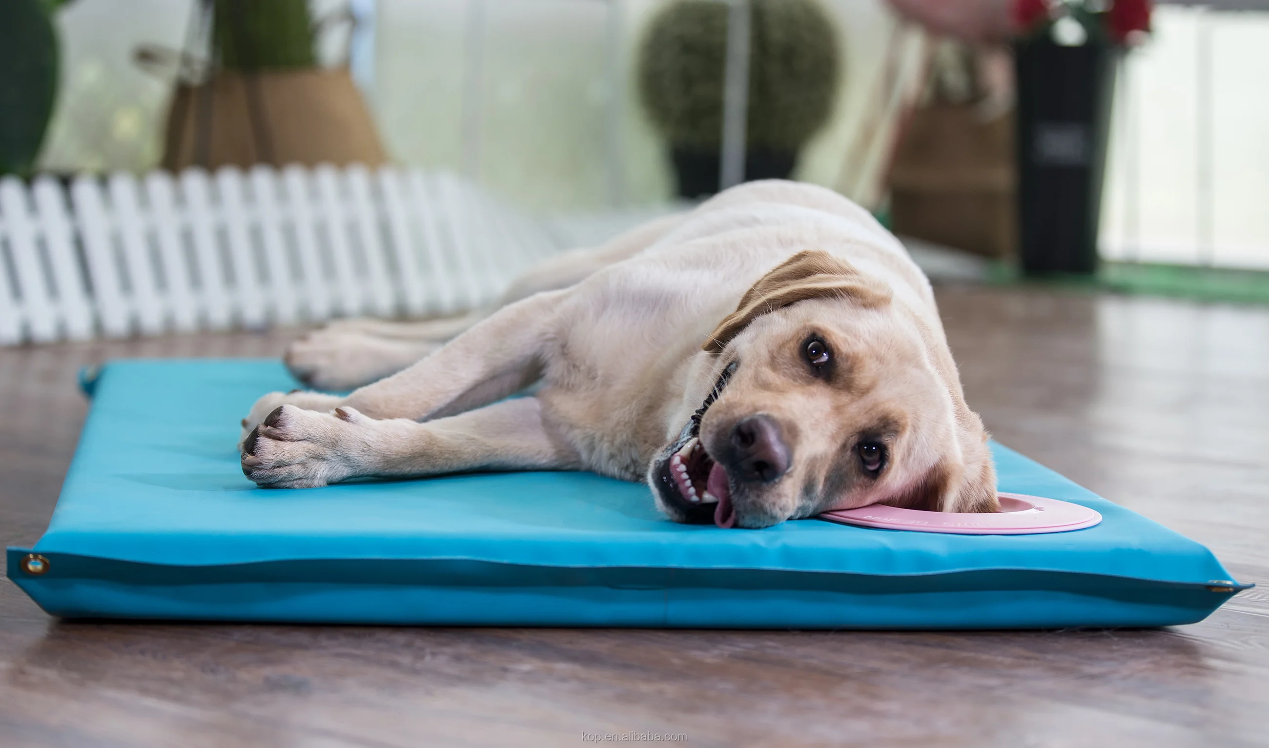 
Pet Heat Mat 540G 610G 700G Glossy & Matte 