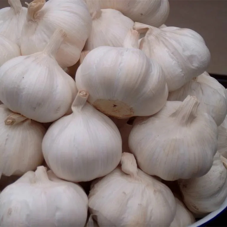 
wholesale garlic buyers and fresh normal white garlic indian garlic 