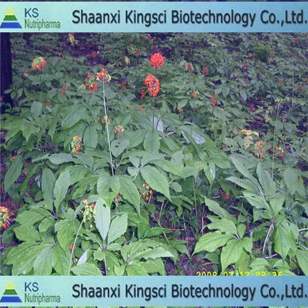 
The lowest price for top grade medicinal herbs for diabetes 