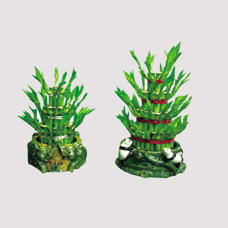 lucky bamboo feng shui plants ornamental plants india  dracaena sanderiana