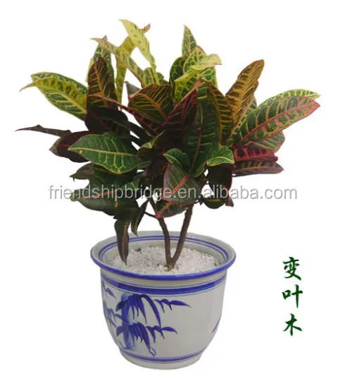 Codiaeum variegatum (L.) A. Juss variegated leaf croton plants