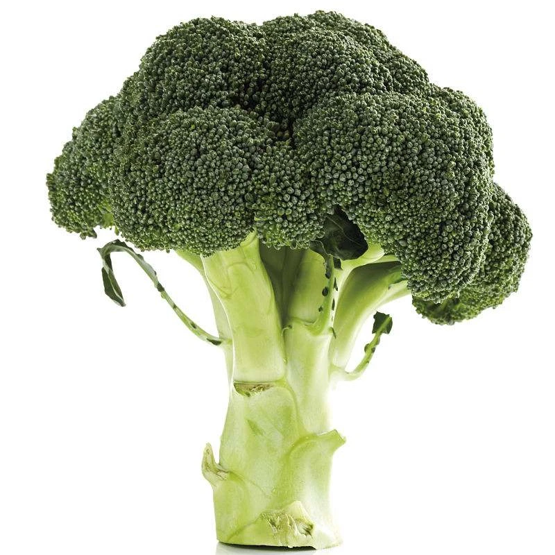 fresh natural broccoli seeds