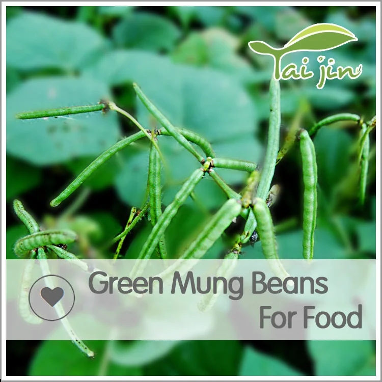 
100% Natural Organic Polished Green Mung Bean For Sprouts 