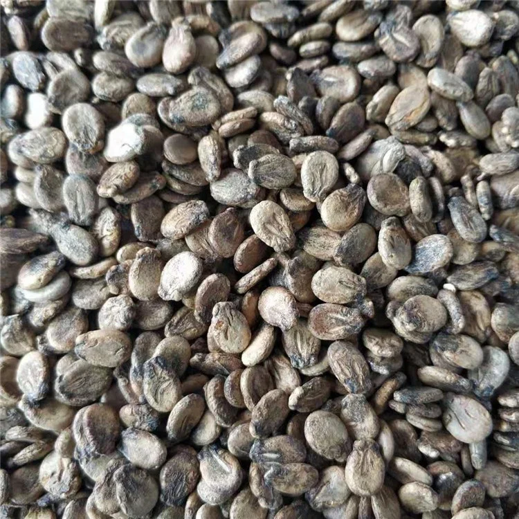 
XINHONGFU Hybrid Watermelon Seeds for Growing 
