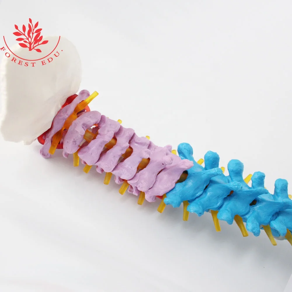 Lumbar Spine Model Life Size Cervical Spine Thoracic Lumbar Sacrum Color Coded Flexible Whole Spine Bone