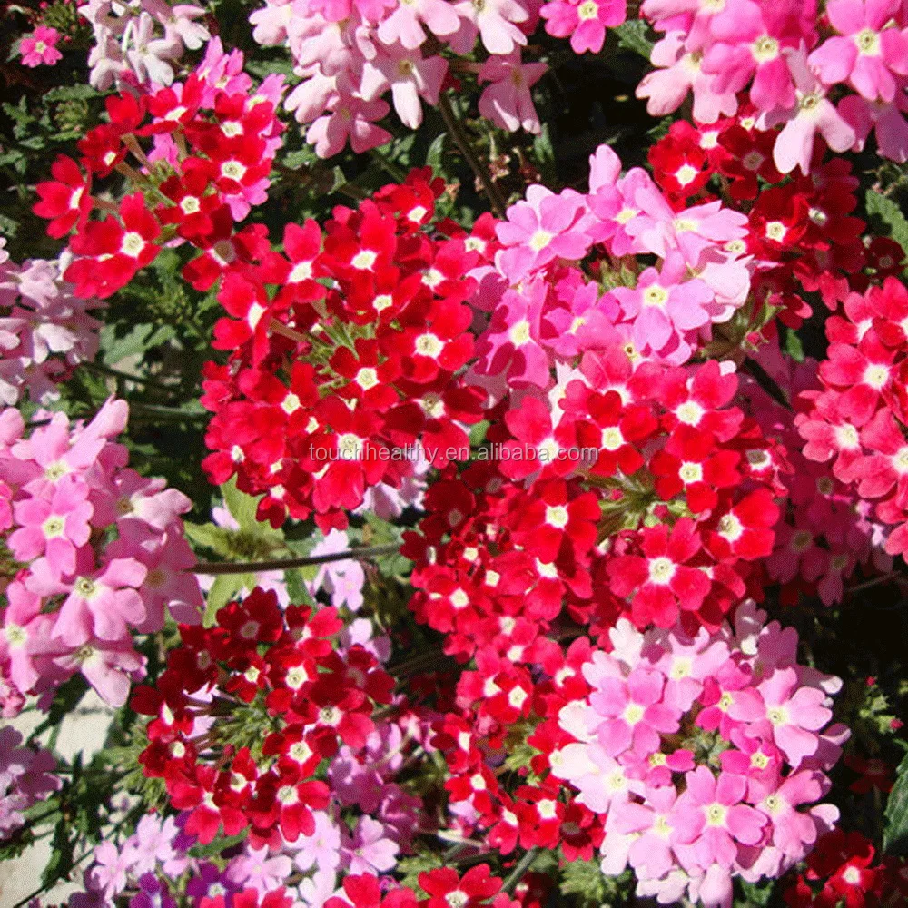 Поставка высокопрорастающих семян вербены Touchhealthy для посадки 500 граммов/мешков