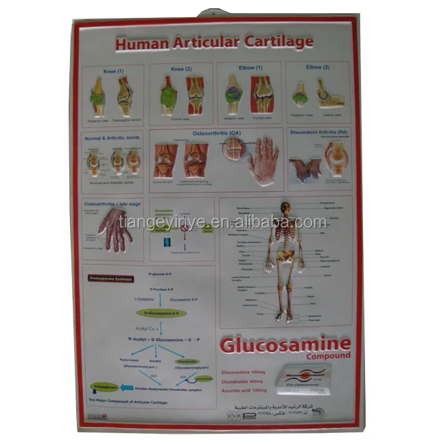 3D Plastic  Embossed Poster Printing Medical Education PVC 3D Poster Printing