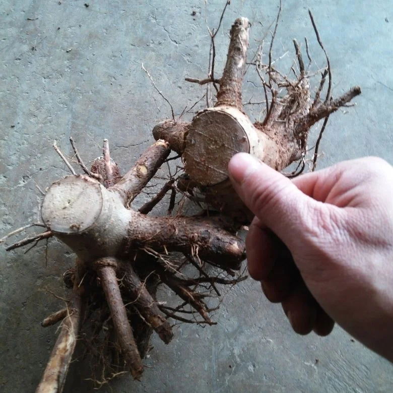 
Super fresh cold resist paulownia elongata stump,paulownia fortunei 