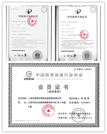 High Level Plastic Training Type Gynaecological Model