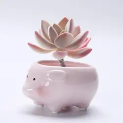 Cartoon Succulent Flowerpot Ornaments Small Ceramic Animal Planters for Home, Garden Used with Flower/green Plant Glazed Desktop