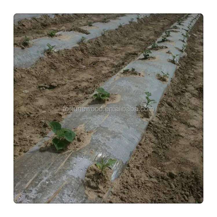 Быстрая доставка DHL, гибрид paulownia, корень шантуна с техническими навыками