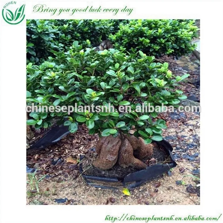 
 Тропики фикус женьшень бонсай  