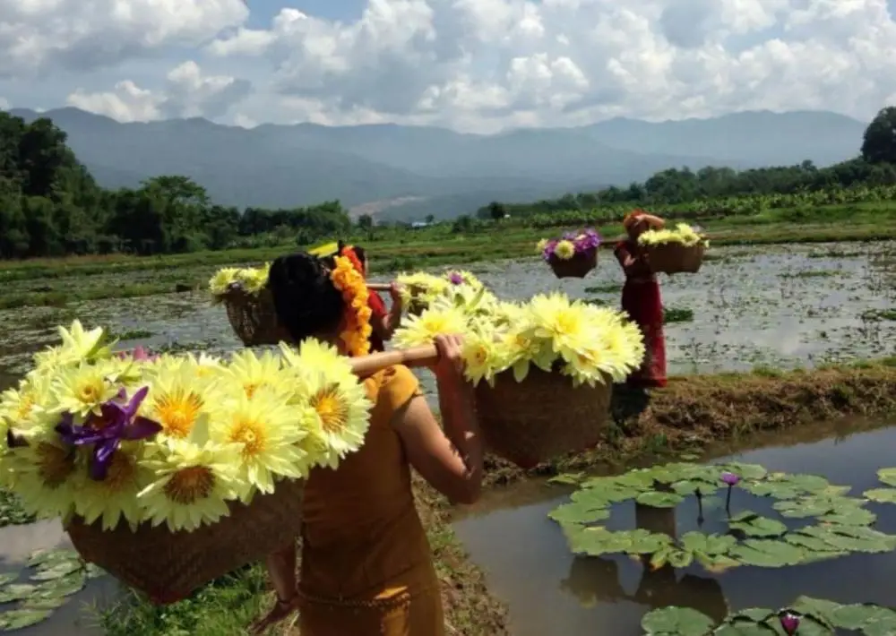 Huang lian hua blooming flower tea yellow Nymphaea tetragona flowers tea