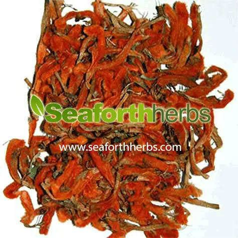
Leonotis Leonurus, (Petals) 