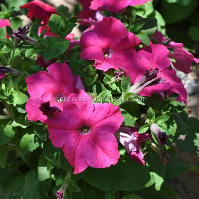  Красивый цветок семена petunia гибридные цветов для