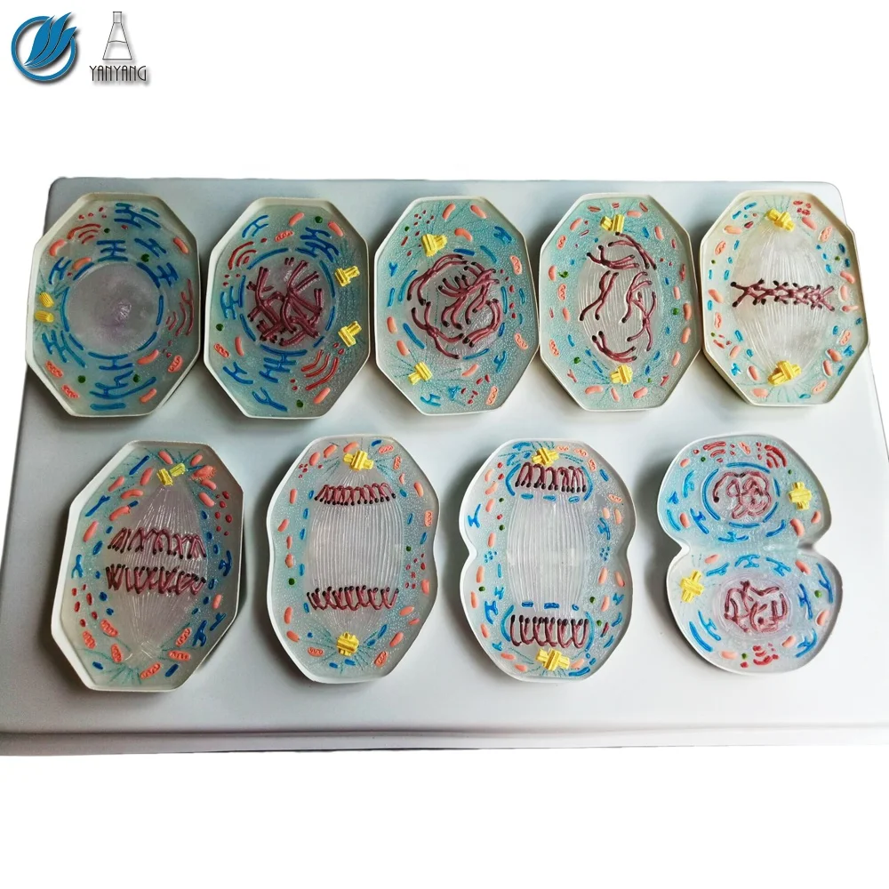9 PCS Plastic Animal Cell Mitosis Model