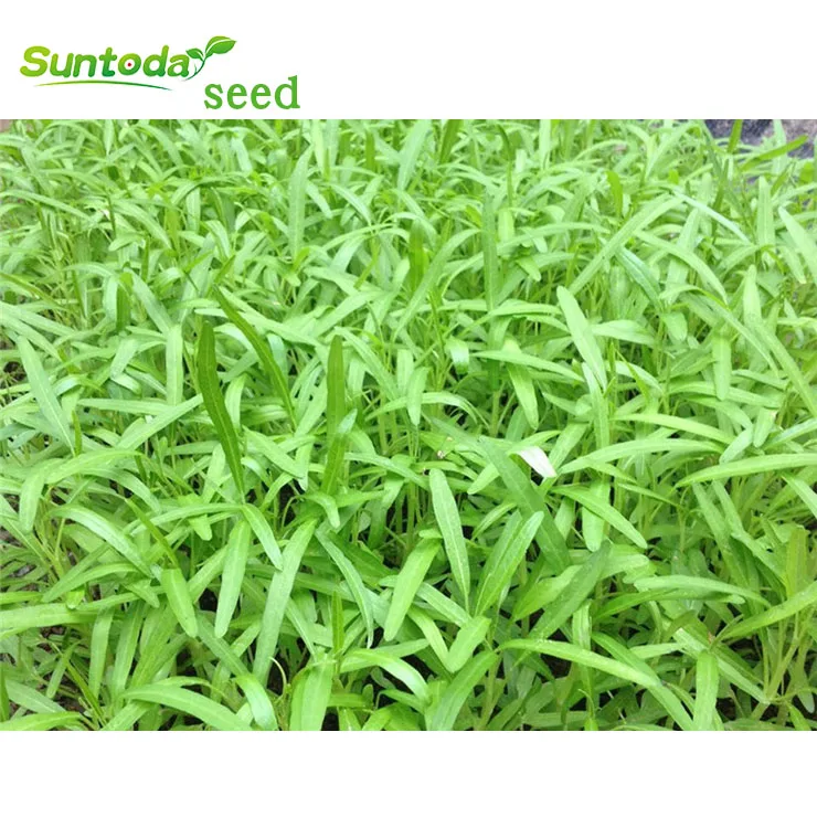
Suntoday Green leaf White stem kongxin cai kangkong water spinach seeds 1kg/bag 