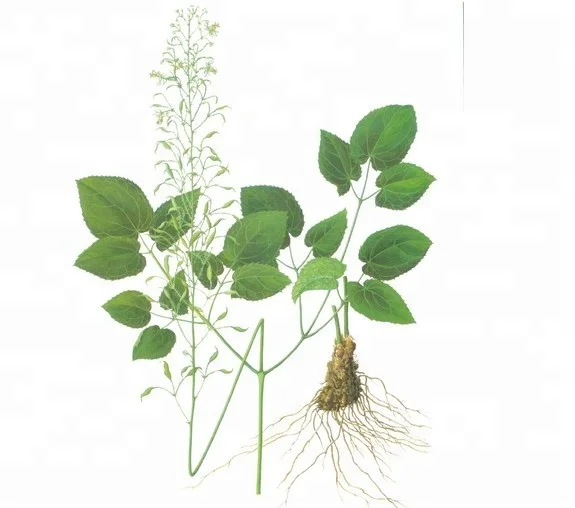 Epimedium extract penis enlargement herbs