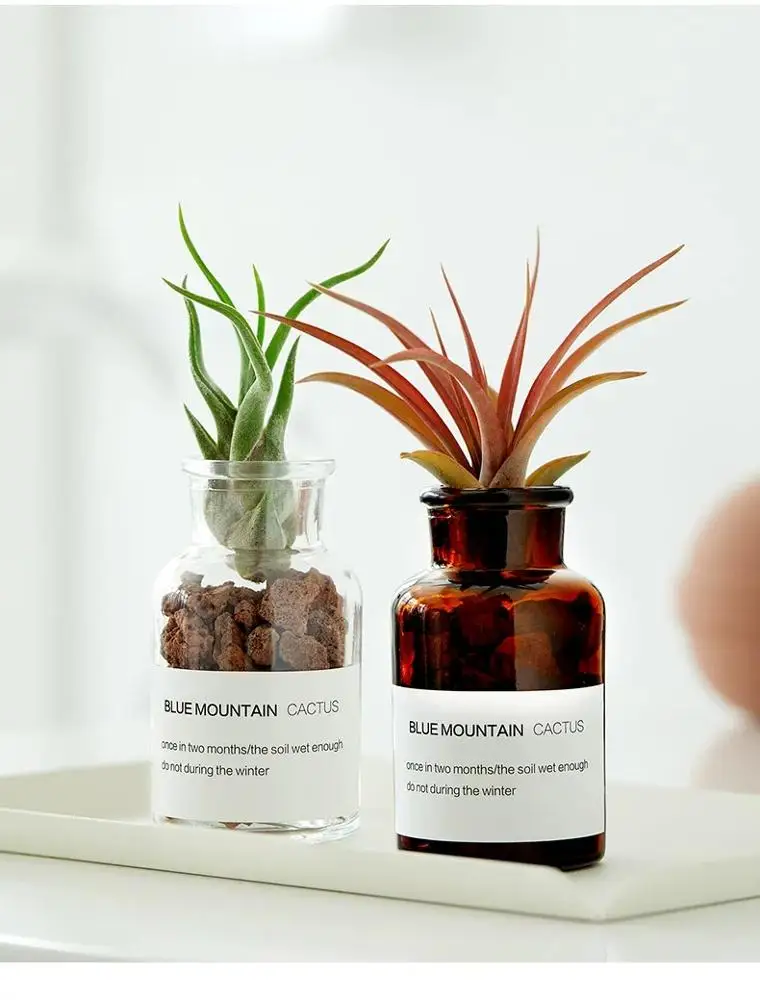 New style pretty small desk glass flower pot air plant wholesale