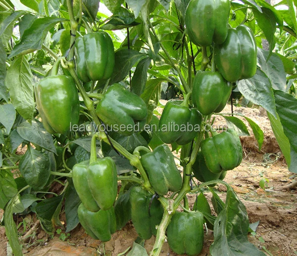 MSP22 Qingdi Hot sales f1 hybrid green bell pepper seeds for planting