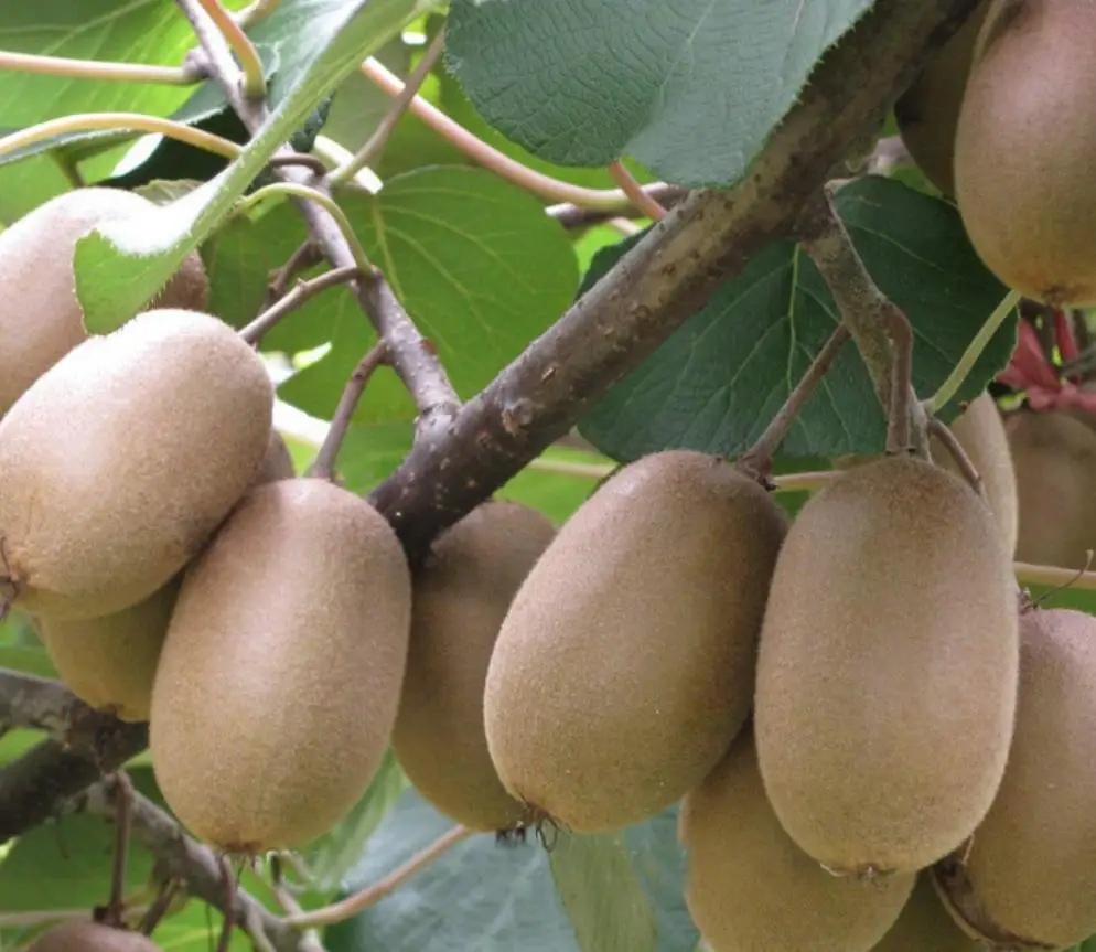 500g Top quality high yield red meat Kiwi Fruit Seeds for food