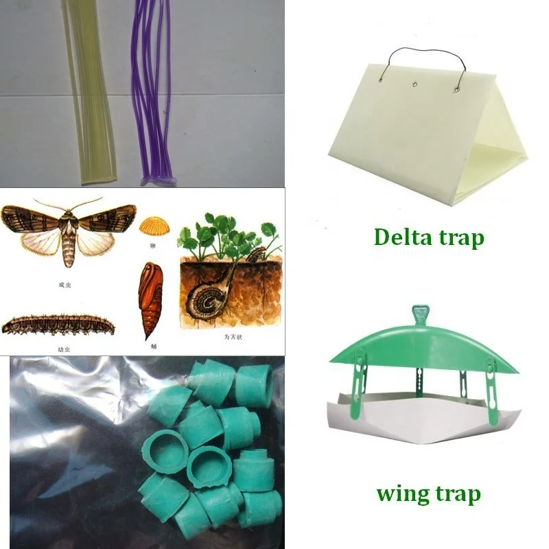 Pheromone Lure for Agrotis Ipsilon Black Cutworm Agrotis ypsilon Rottemberg Attractant Trap
