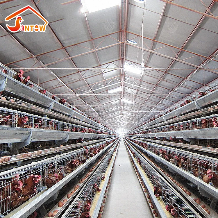Nepal Layer Chicken Battery Cages For 10000 Birds Poultry Farm Design Layout