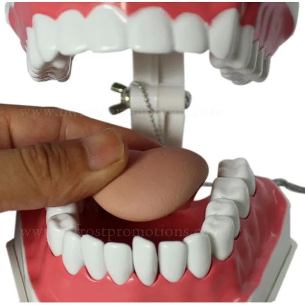 Handmade Plastic Dental Jaws Human Teeth Model