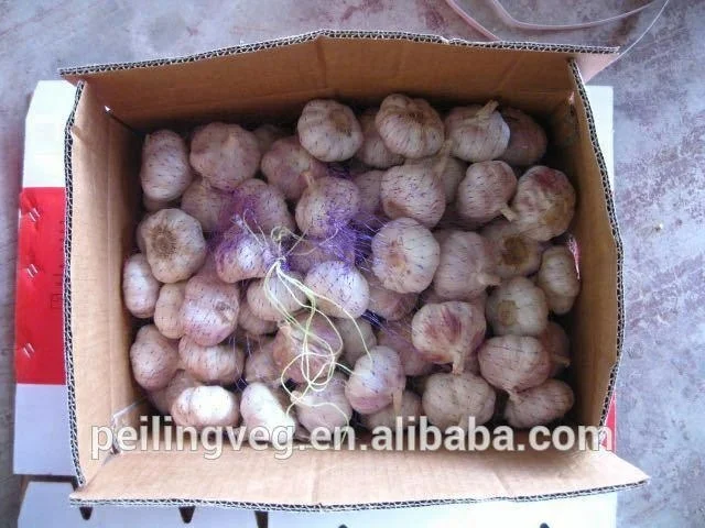 fresh garlic China factory 2018