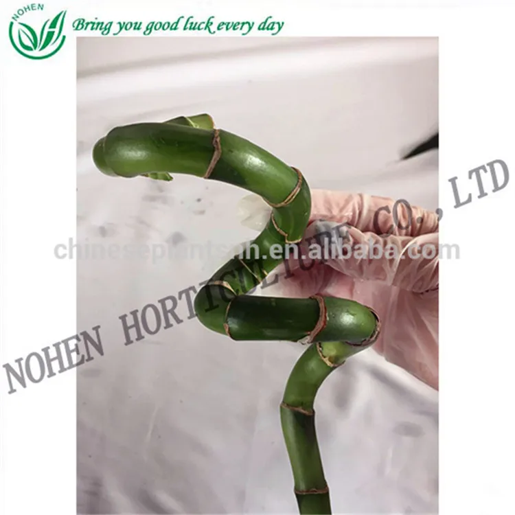 
Spiral bamboo, Lucky bamboo, aquatic feng shui plants nursery decoration 