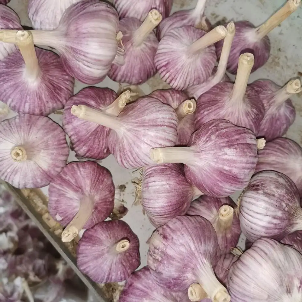 Fresh normal white garlic price in china