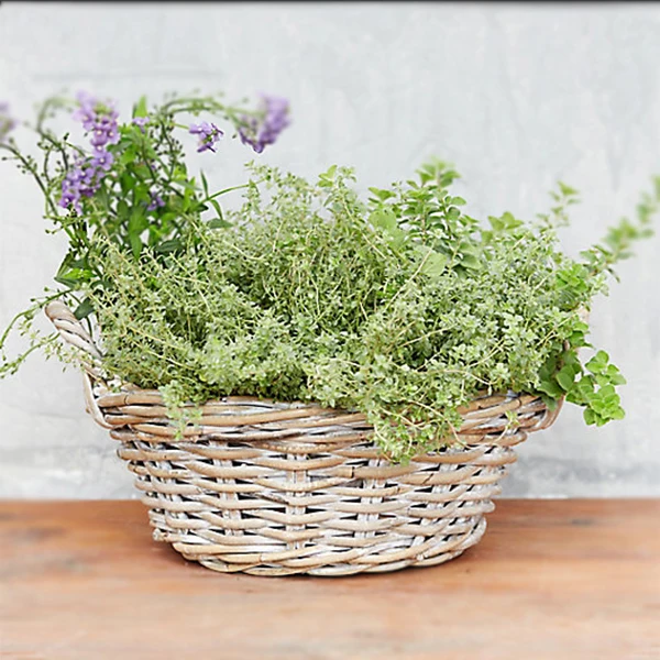 Сад белилами ротанга цветок корыта горшка