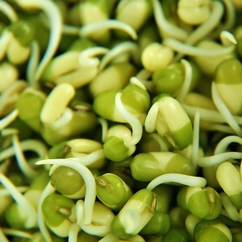 
Sprouting green mung beans vigna rediata 