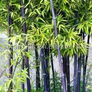 
zi zhu zhong zi high germination black bamboo seeds 