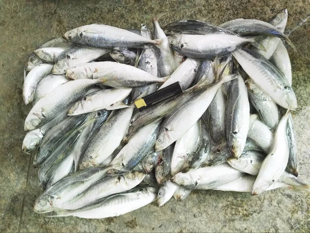 Высокое качество Замороженные Layang ставрида весь раунд