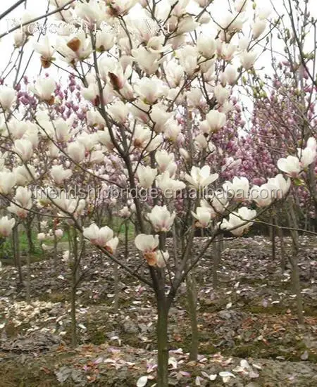 
The Landscape tree Michelia figo seedling 