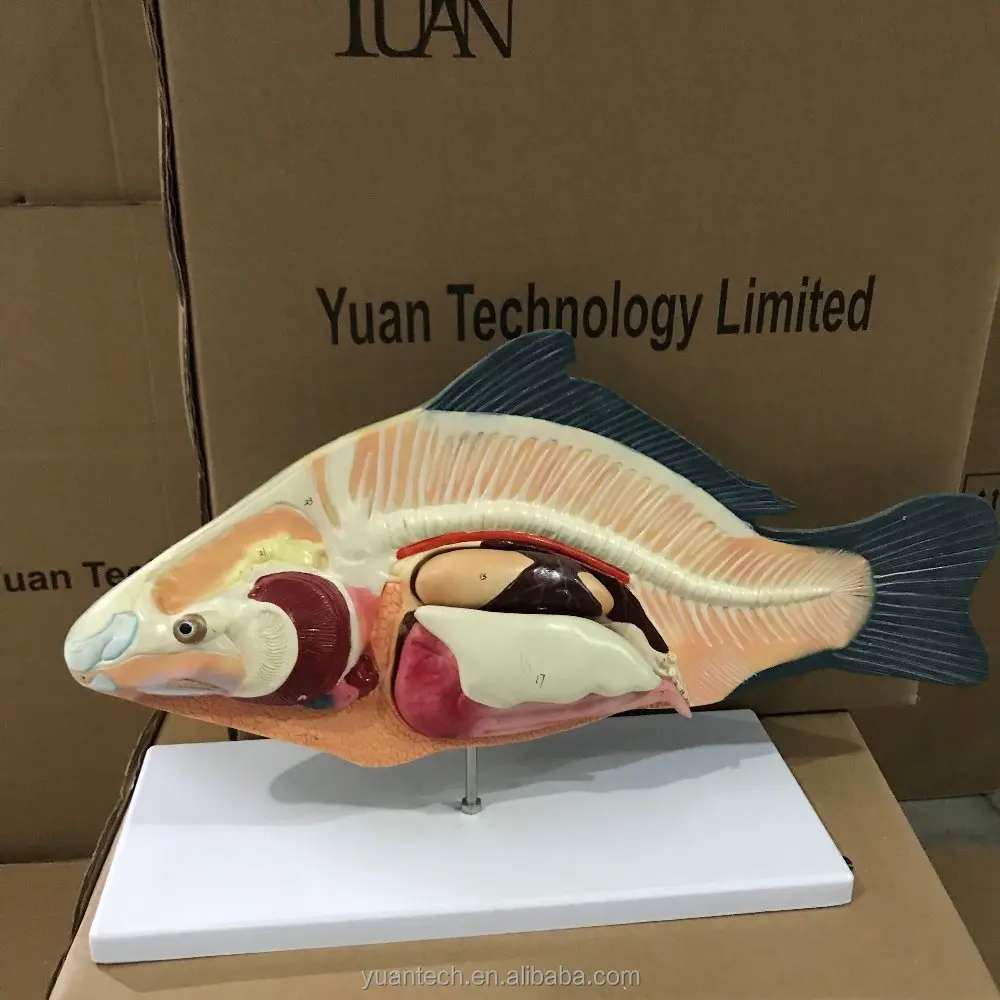 YA/B023 Natural Size Fish Anatomy and Torso Adult Fish Specimen for Anatomical Reference Fish Anatomy Model