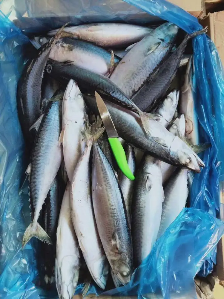 Seafrozen Pacific Mackerel Fish Price 300-500