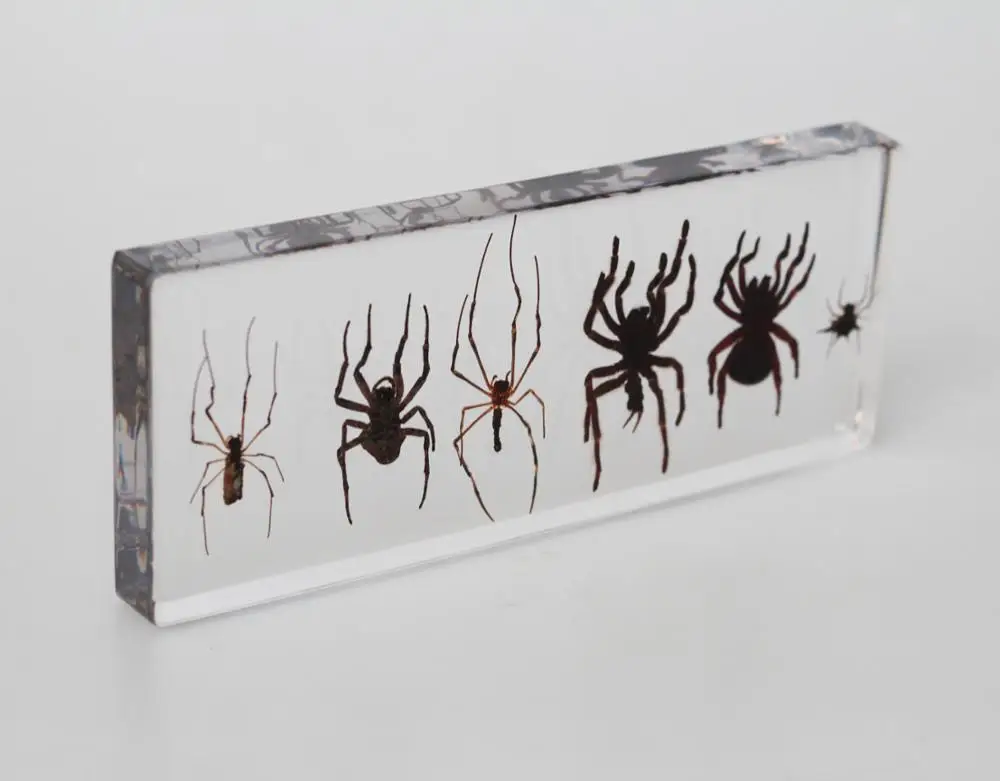 Wholesale 6 Real Spider Preserved Biological Specimens for Education