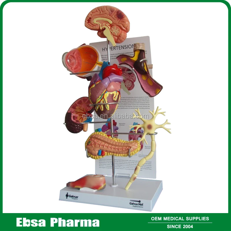 Advanced Medical Supplies Human Teaching Heart Anatomical Model For Medical School