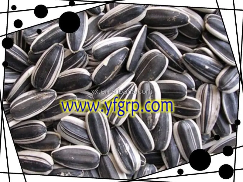 
Decilious pure white sunflower seeds 