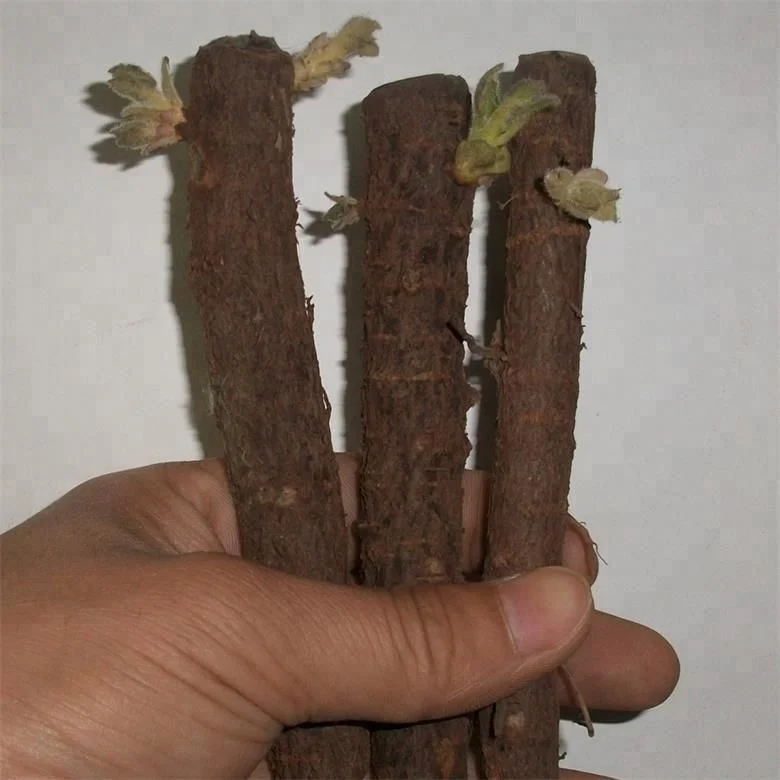 
 Гибридная вырезка корней Paulownia 9501 для быстрого роста  