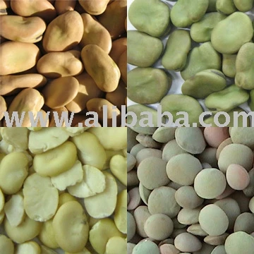 
Broad Beans, lentils 