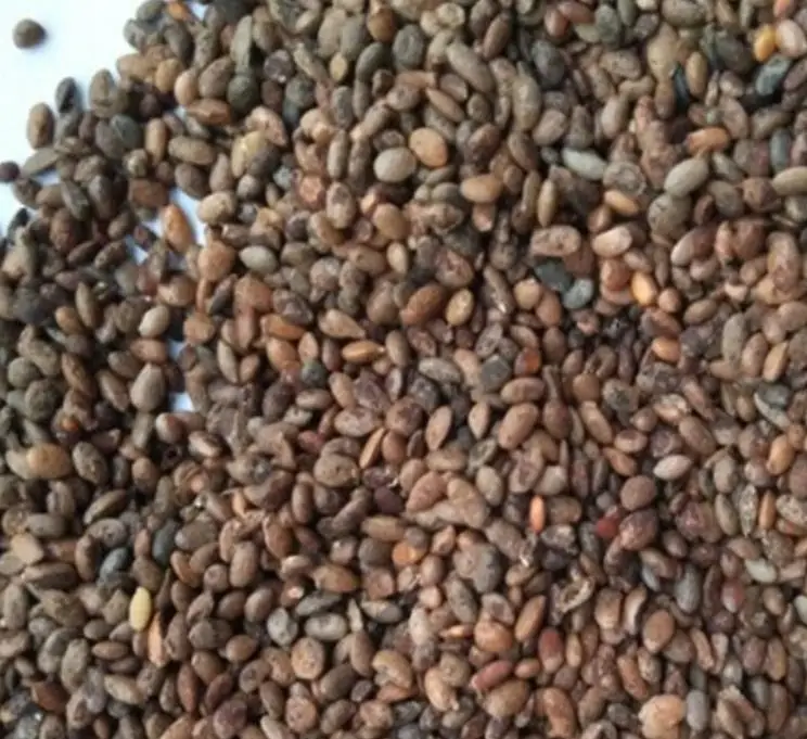 500g Top quality high yield red meat Kiwi Fruit Seeds for food