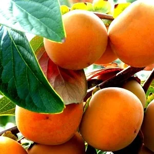 Superior fresh persimmon