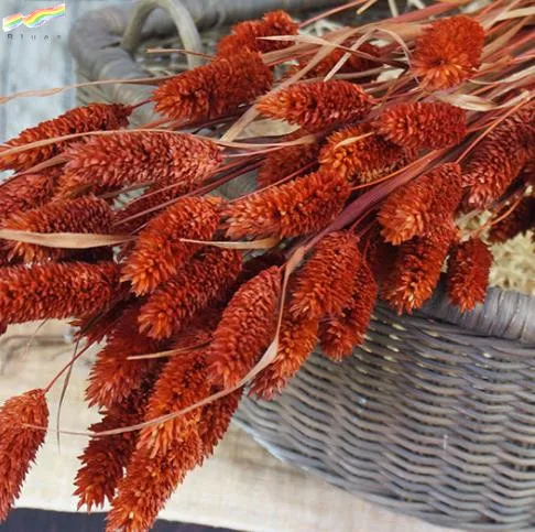 Natural Dried Mini Flower Small Gem Grass for Decoration Phalaris Bundle 20pcs/bag