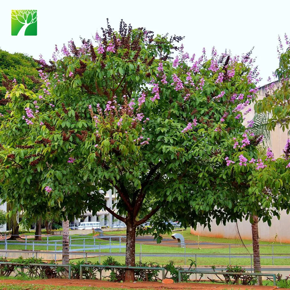 Низкая цена, летний сезон цветения, садовое растение, гигантский креп-Миртл