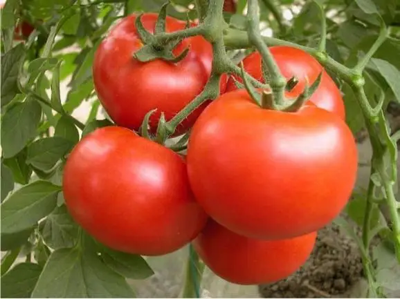 Green Liquid Seaweed Extract Organic Fertilizer for crops