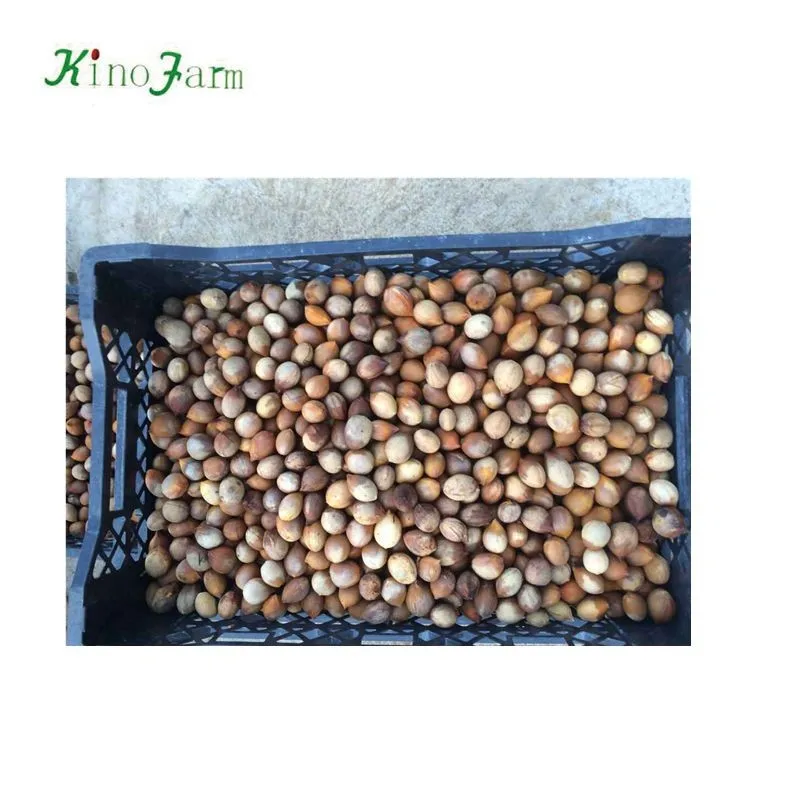 
zhangzhou kinofarm sago palm seeds 