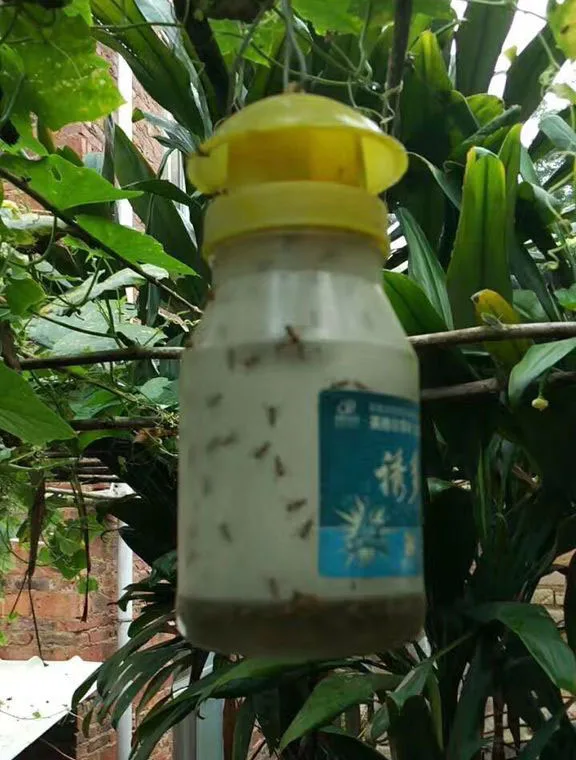 Hot sale Bactrocera cucurbitae pheromone lure melon fly catcher